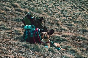 Dog Friendly Camping | Dog Friendly Caravan Sites