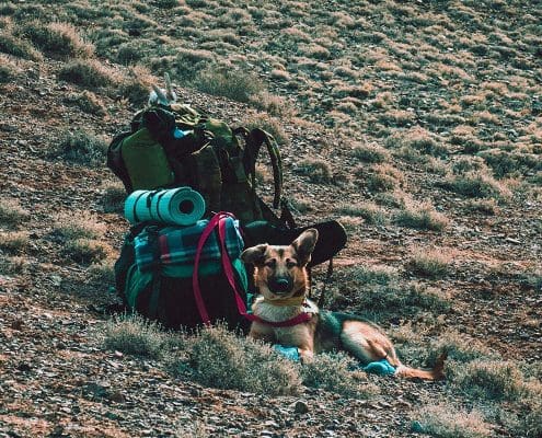 Dog Friendly Camping | Dog Friendly Caravan Sites