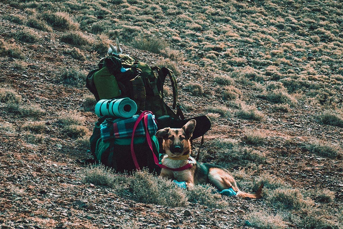 Dog Friendly Camping Spots Caravan Camping Store UR Stuff